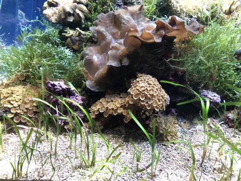 名古屋港水族館 オイランヨウジ-5