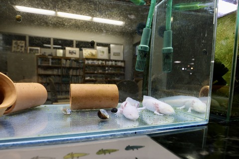 草津市立水生植物公園 みずの森-8