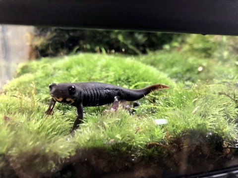 びわこベースイモリ-2