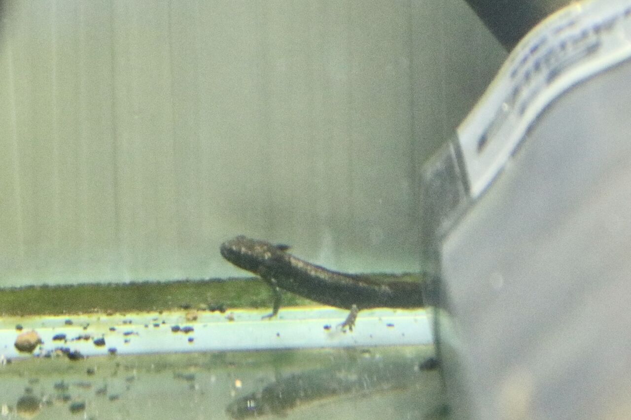 水槽内で生まれて孵化して生き延びたイモリの幼体 主食は水族館です 水槽内で生まれて孵化して生き延びたイモリの幼体 主食は水族館です