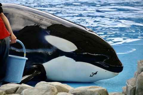 名古屋港水族館 リン 公開トレーニング-60