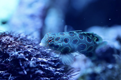 みなとやま水族館-31