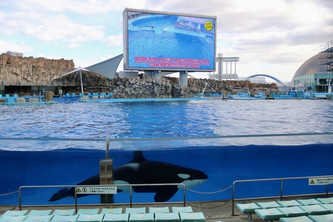 名古屋港水族館 リン 公開トレーニング-20