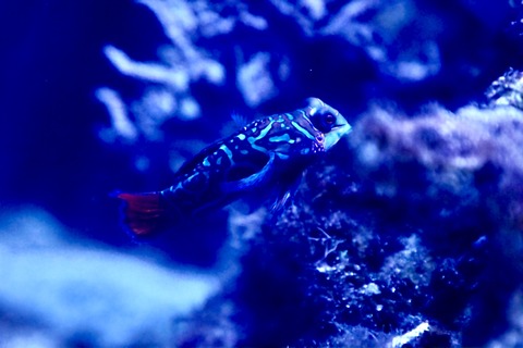 名古屋港水族館 南館水槽-15