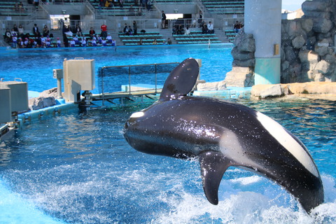 名古屋港シャチ-13