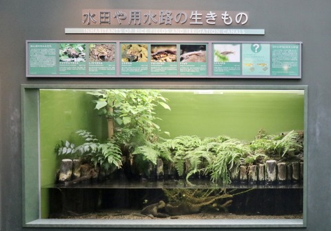 アクアトトのイモリ水槽-3