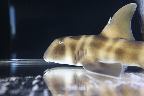 くにみクラゲ公民館-28