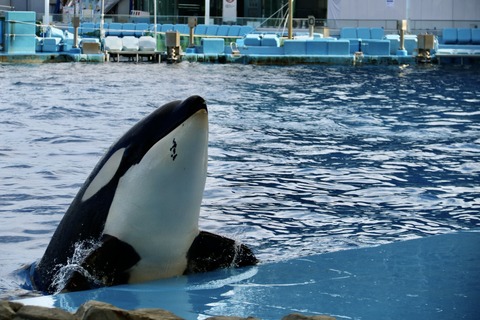 名古屋港水族館 リン 公開トレーニング-55