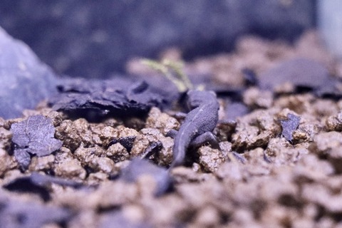 アクアトトぎふ アカハライモリの渥美種族-2