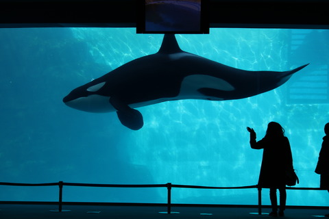 名古屋港水族館 シャチ2021-21