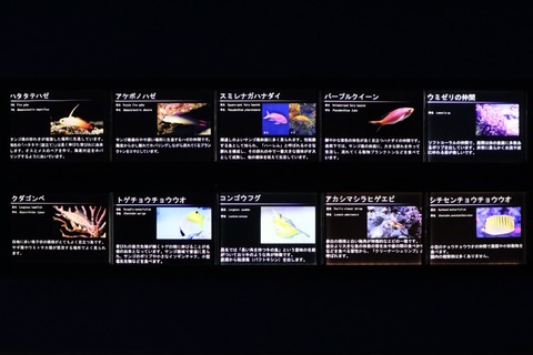 名古屋港水族館 南館水槽-13