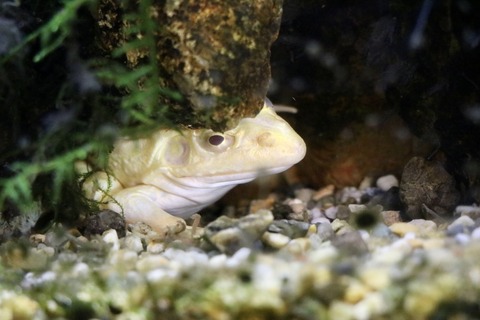 アクアトトのイモリ水槽-7