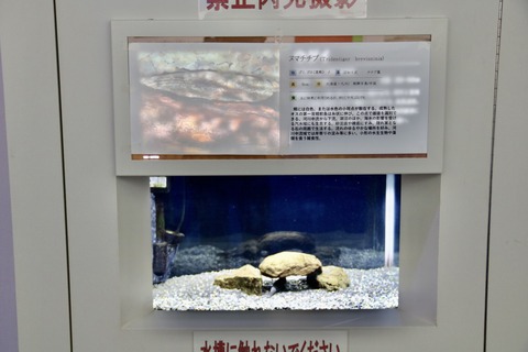 西湖ネイチャーセンター クニマス展示館-7