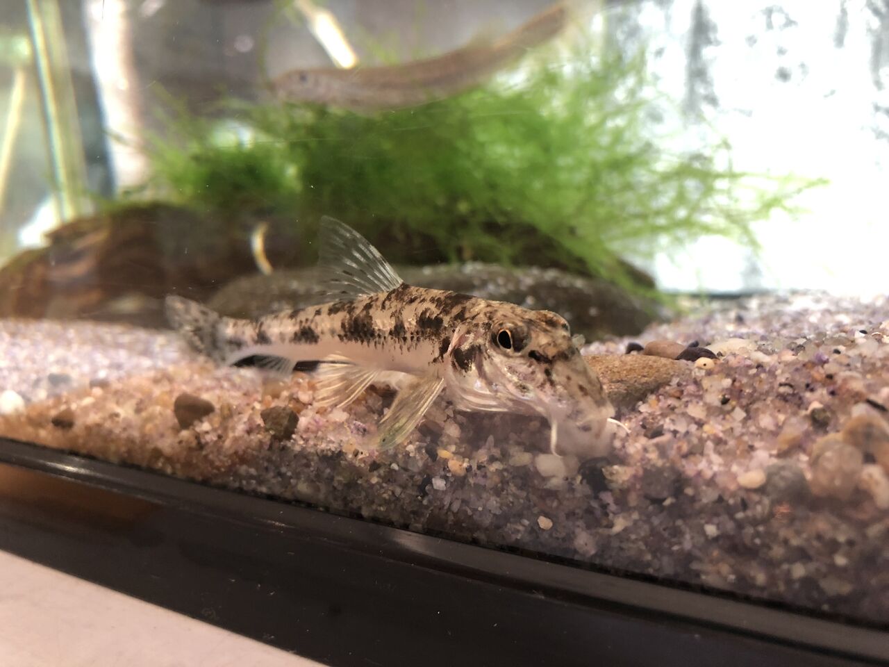 愛知県 西尾いきものふれあいの里 主食は水族館です