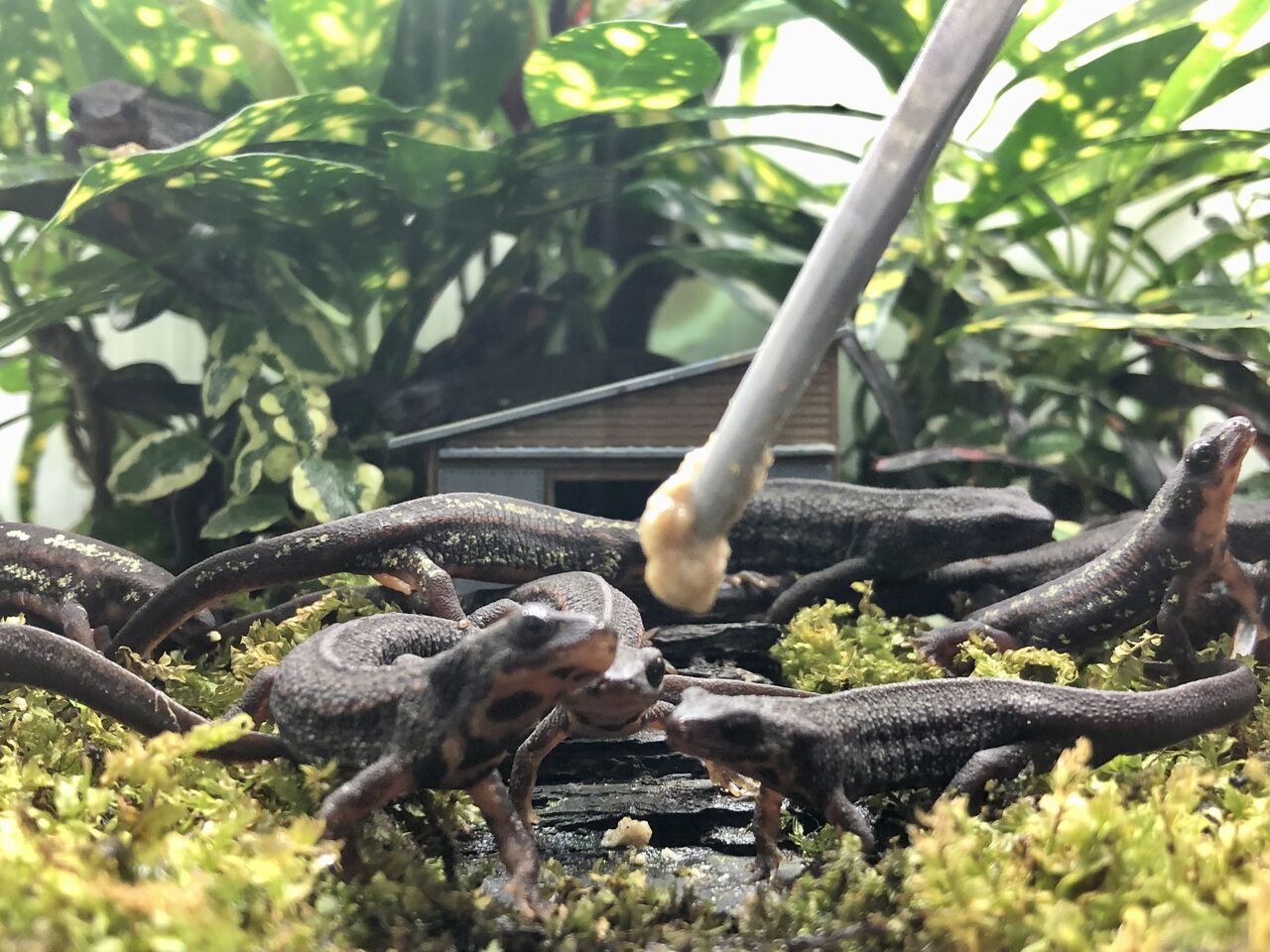 イモリの幼体が人工餌をパクパク食べる 主食は水族館です