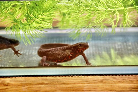 あづみの学校-42