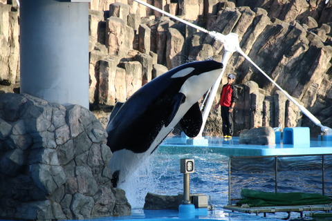 名古屋港シャチ-5