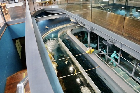 山梨県立富士湧水の里水族館 森の中の水族館-19