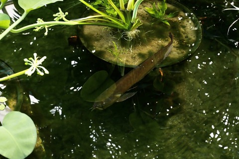 草津市立水生植物公園 みずの森-16