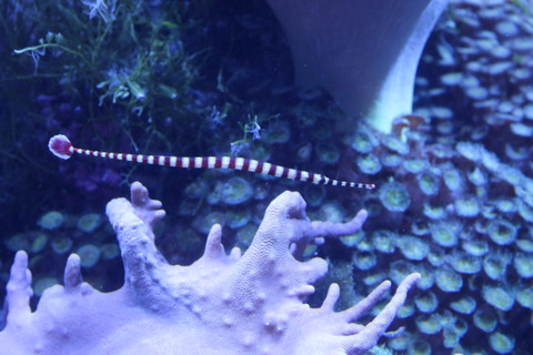 名古屋港オイランヨウジ-2