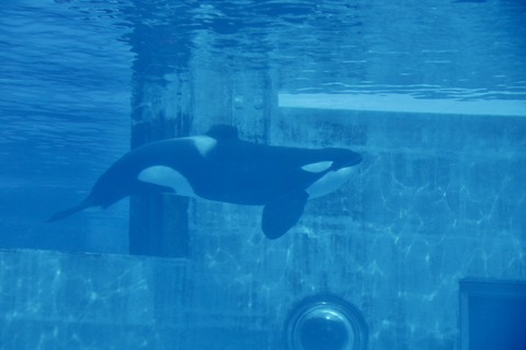 名古屋港 シャチのアース公開トレーニング-6