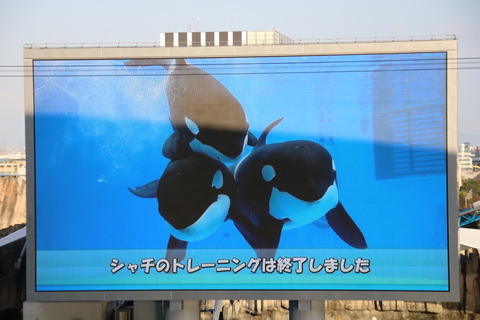 名古屋港シャチ-6