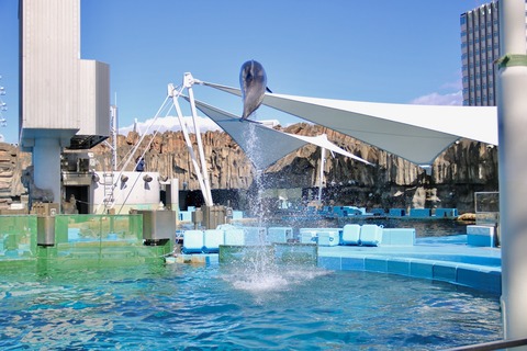 名古屋港 バンドウイルカ 赤ちゃん-13