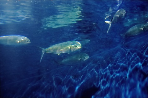 名古屋港水族館のシイラ-2