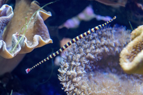 名古屋港水族館 オイランヨウジ-10