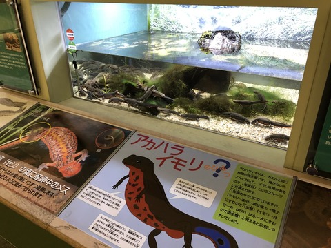 姫路市立水族館-15