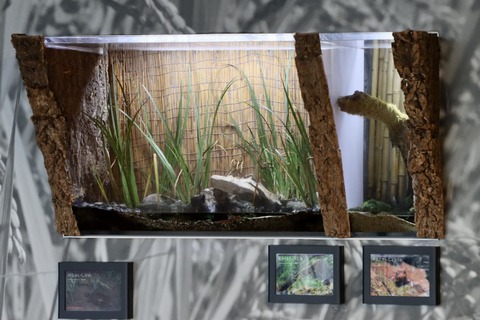 京都水族館のイモリ-1