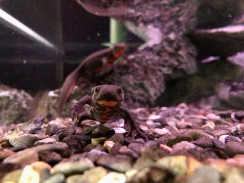 伊豆三津シー イモリ水槽-3