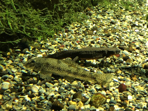 井の頭自然文化園 水生物園-23