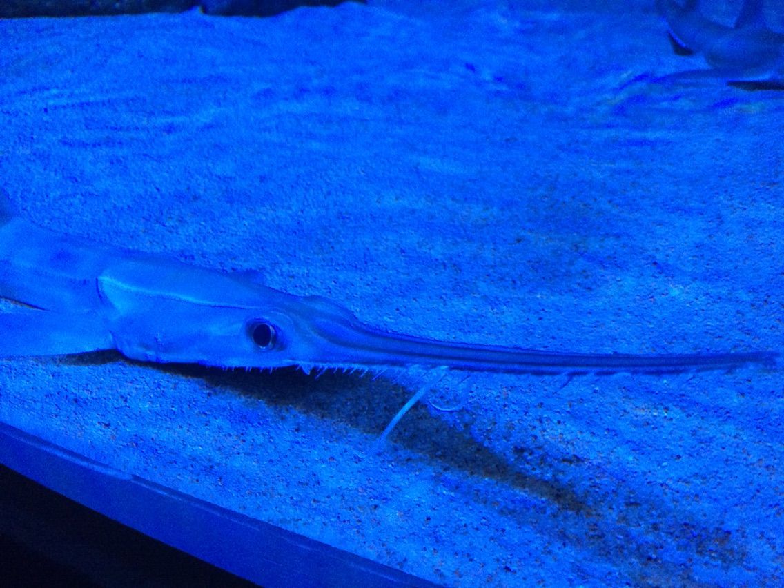 名古屋港水族館 ノコギリザメを飼育展示中 主食は水族館です