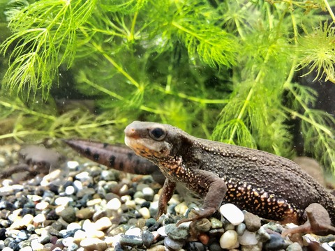 万博記念公園 自然観察学習館イモリ-6