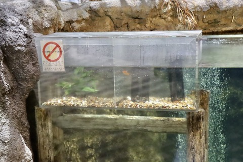 天王寺動物園 爬虫類生態館アイファー イモリ-5