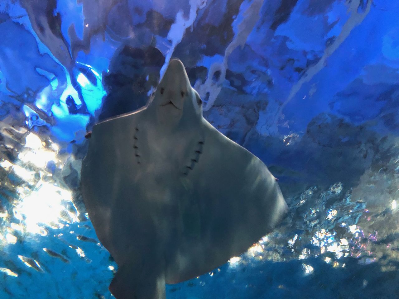 鹿児島県)かごしま水族館 いおワールド : 主食は水族館です