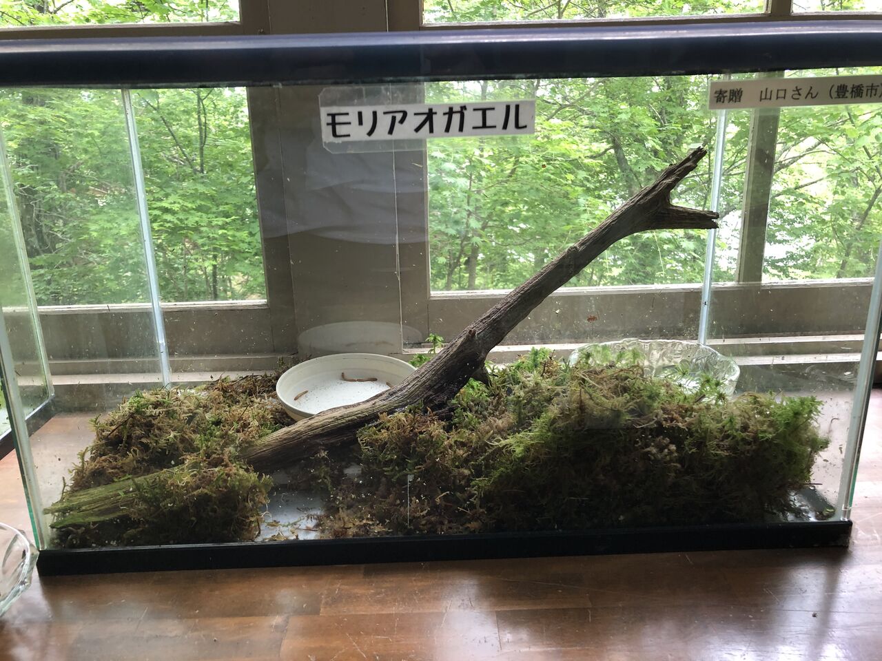長野県 茶臼山高原両生類研究所 カエル館 主食は水族館です 長野県 茶臼山高原両生類研究所 カエル館 主食は水族館です