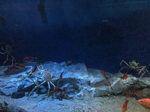 南館2階 深海ギャラリー-2