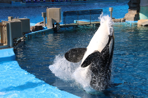 名古屋港シャチ-22