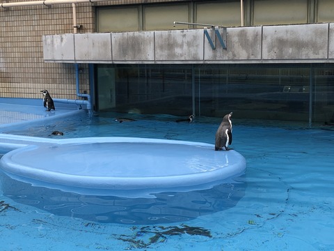 神戸市立王子動物公園-22