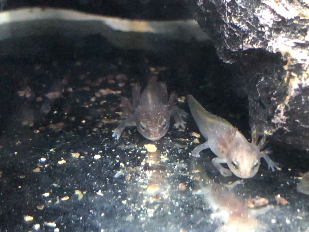 アルビノではないと思いますが 白いイモリの幼生 主食は水族館です アルビノではないと思いますが 白いイモリの幼生 主食は水族館です
