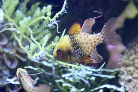 名古屋港水族館 南館水槽-4