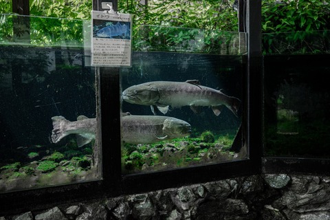 匠の館 森の水族館-17