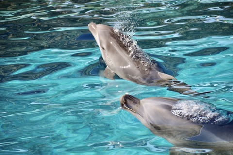 名古屋港 バンドウイルカ 赤ちゃん-18