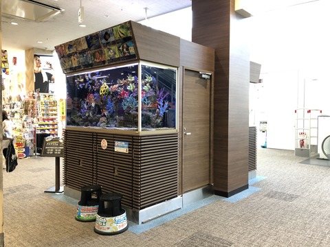 稲沢ドンキ水槽-5