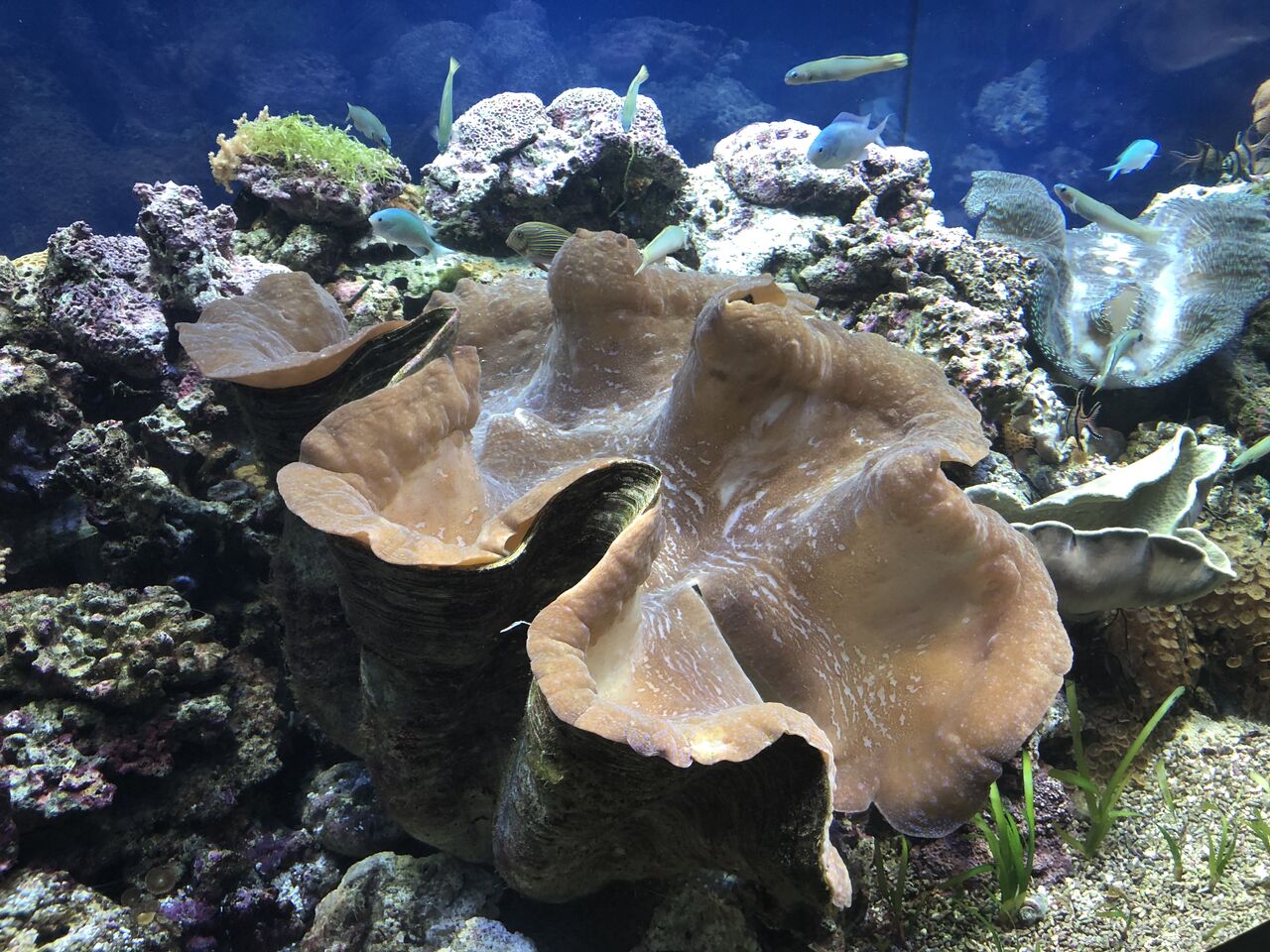 名古屋港水族館のオオシャコガイの最新情報 主食は水族館です