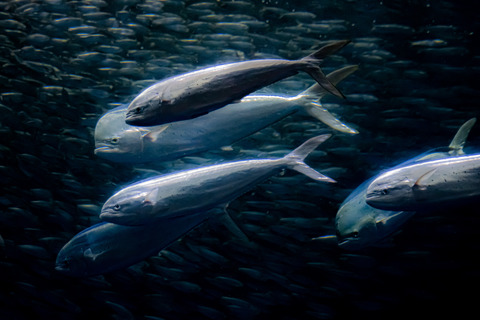 名古屋港水族館 シイラ-5