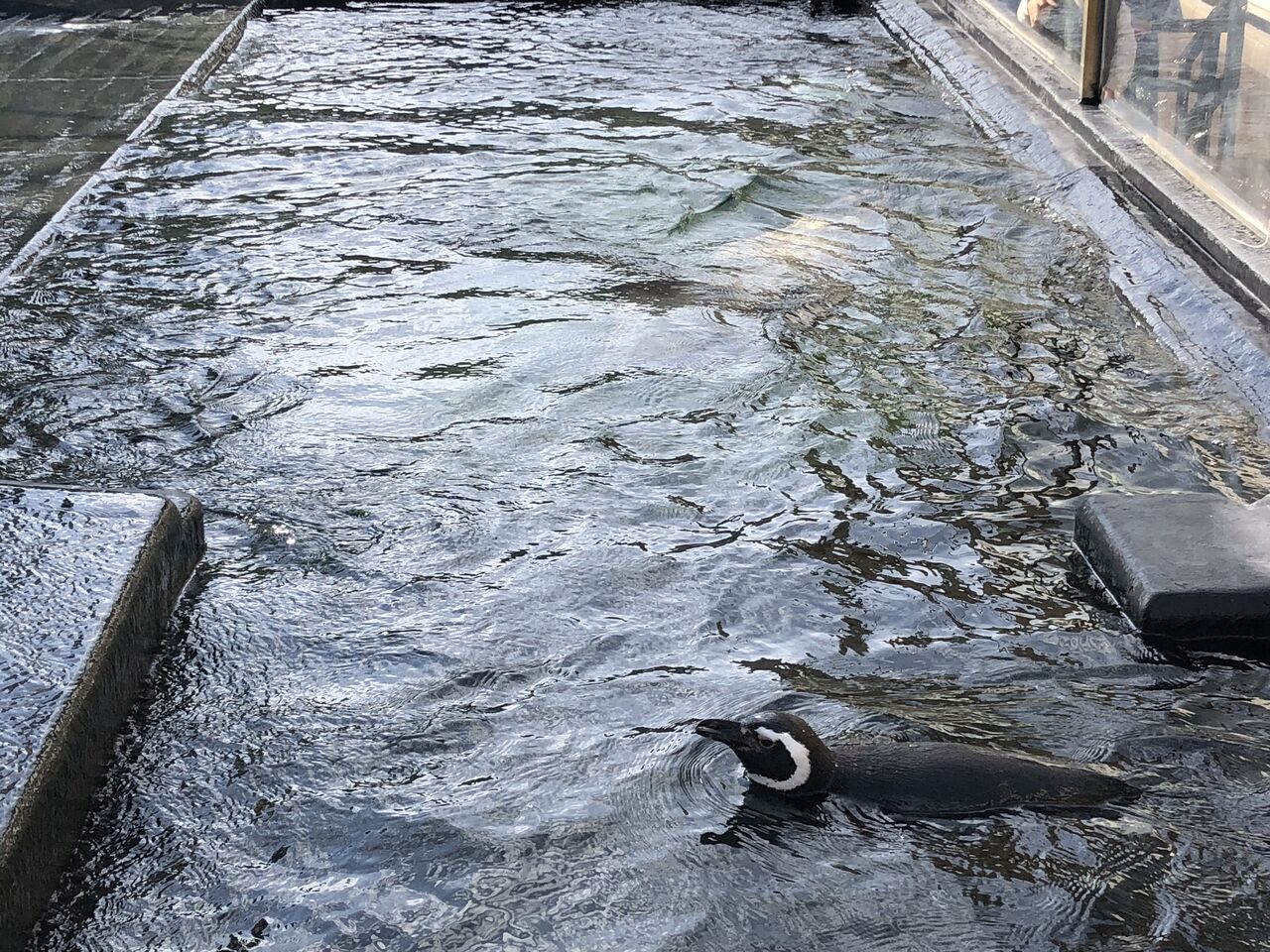 魚っ知館 Japaneseclass Jp 魚っ知館 Japaneseclass Jp