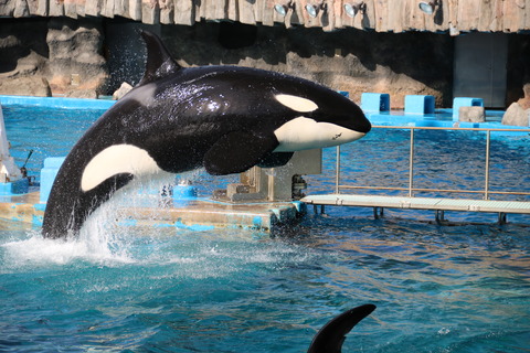 名古屋港水族館 シャチ2021-31